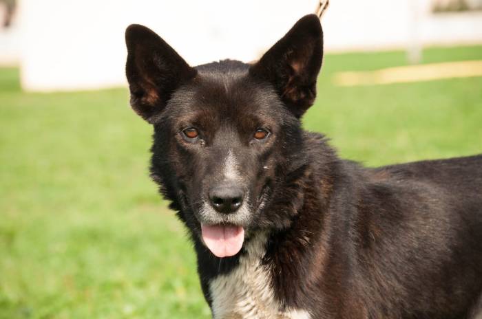 Аркаша, пес почтенного вида и возраста. Фото из архива приюта