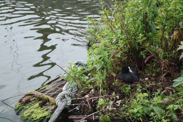 А вот, например, утка, которая прекрасно себя чувствует в центре Амстердама. Она не просто живет в канале, а построила себе гнездо. Для нас подобная идиллия пока что не достижима