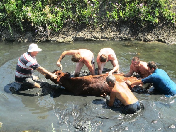 Корову спасли из ямы. Источник: iz.com.ua