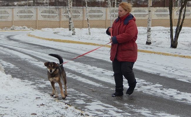 приют для бездомных животных, Витебск