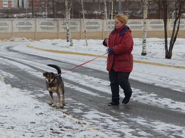 приют для бездомных животных, Витебск