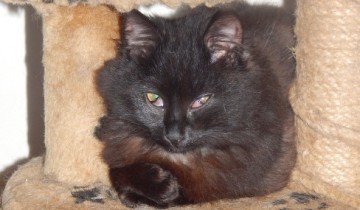 кот