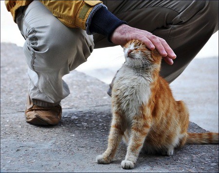 Бездомные животные так нуждаются в вашей доброте! Фото i2.wp.com
