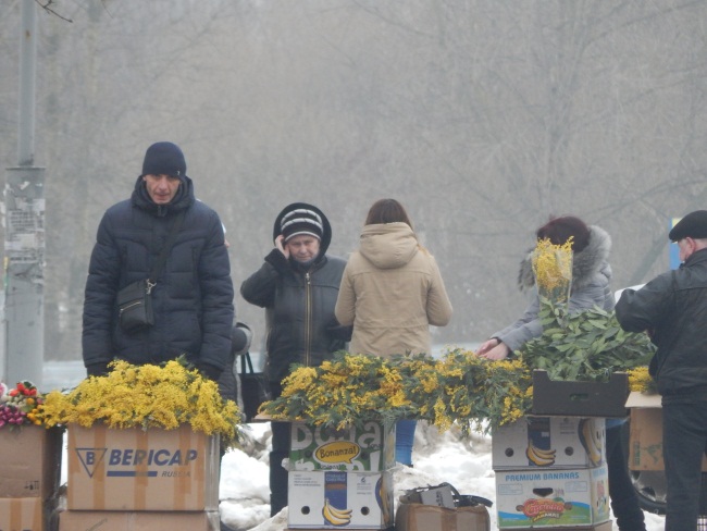 мимоза