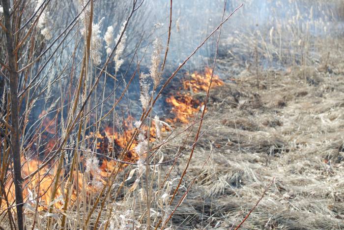 Сжигание травы в Витебской области. Фото Анастасии Вереск.