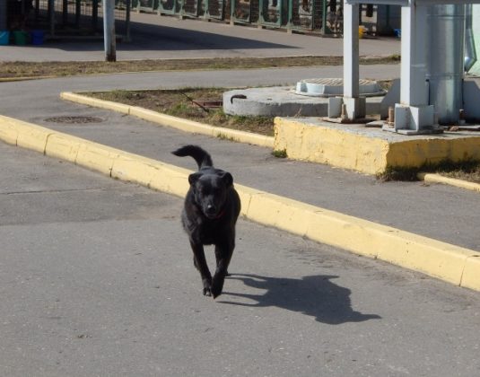 пес, приют для безнадзорных животных, Витебск