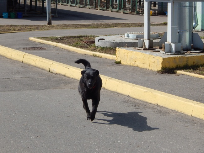 пес, приют для безнадзорных животных, Витебск