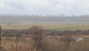 болото, улица гагарина, чайки