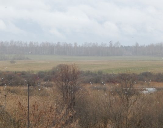 болото, улица гагарина, чайки