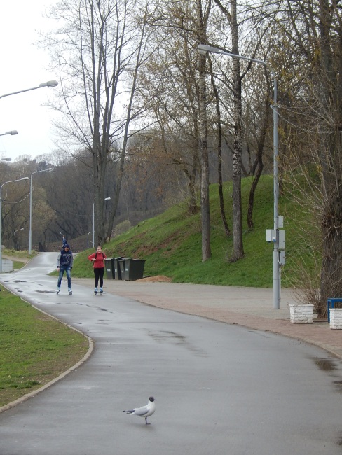 витьба, прокат лыж