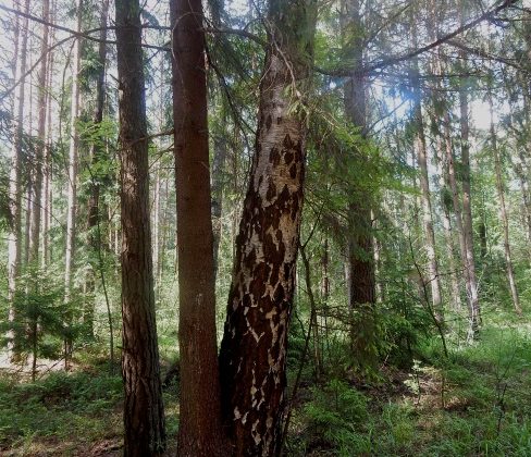 береза, сосна, лесопарк в новополоцке