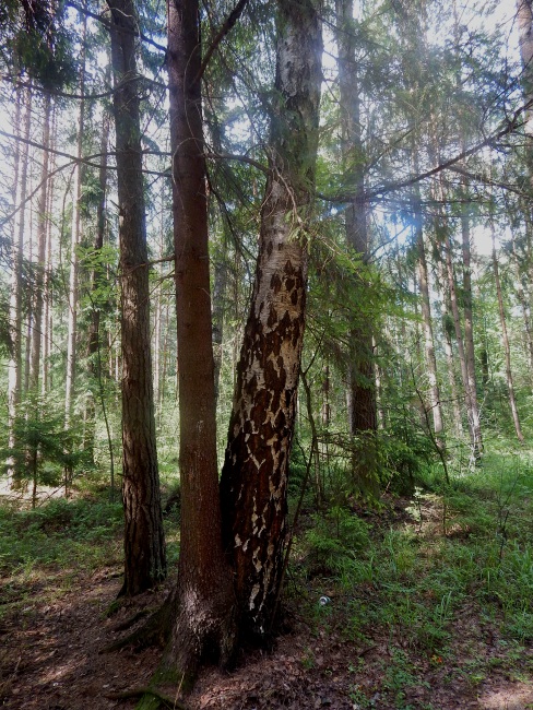 береза, сосна, лесопарк в новополоцке