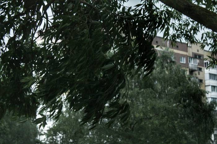 Фотофакт,дождь, дерево,витебск
