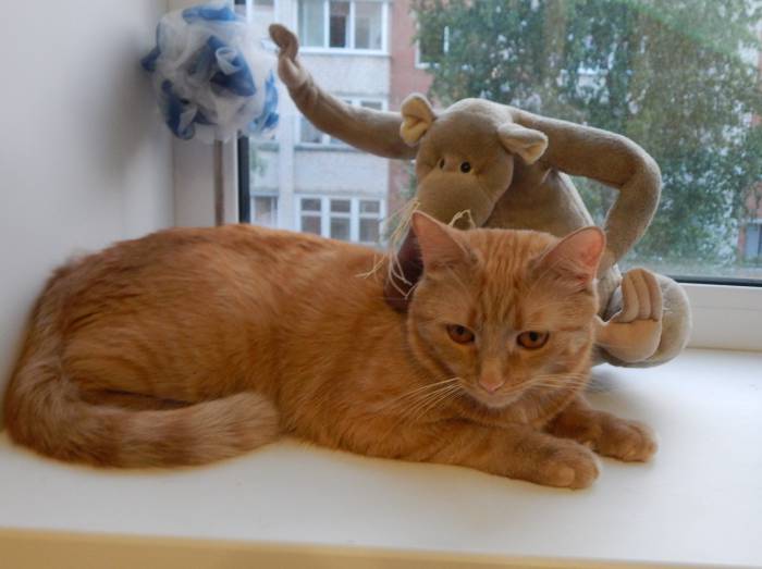 кошка, окно