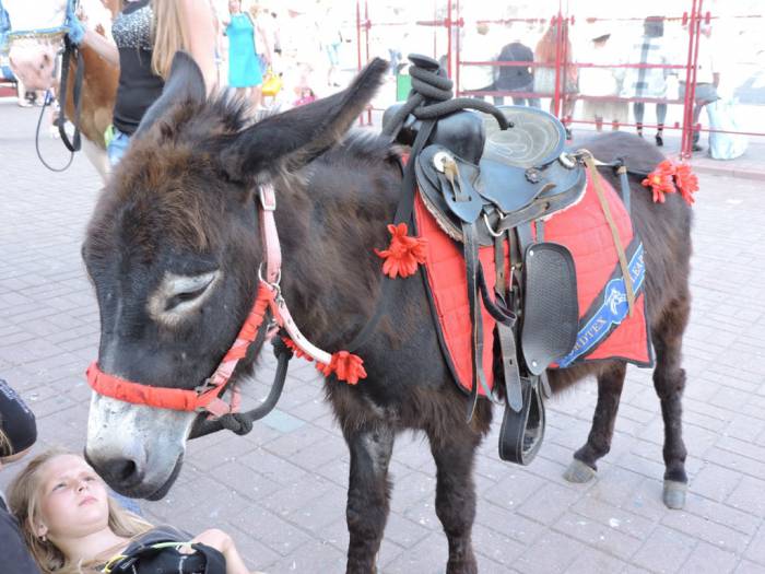 витебск, "славянский базар", необычные животные на фестивальных улицах