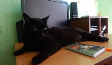 кошка, компьютер