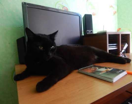 кошка, компьютер