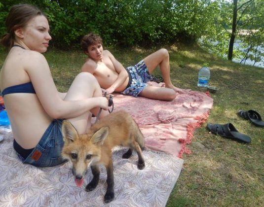 лиса, пляж в мазурино