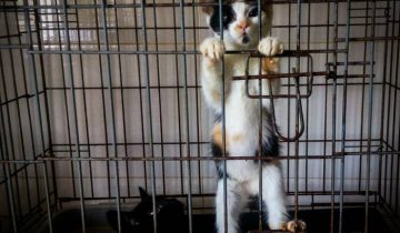 котята в приюте