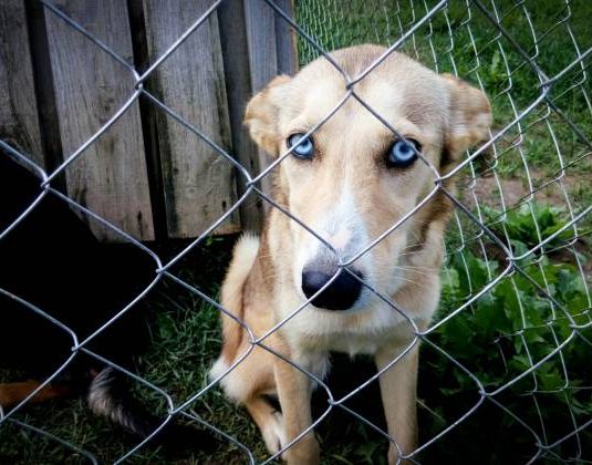 День Рождения приюта