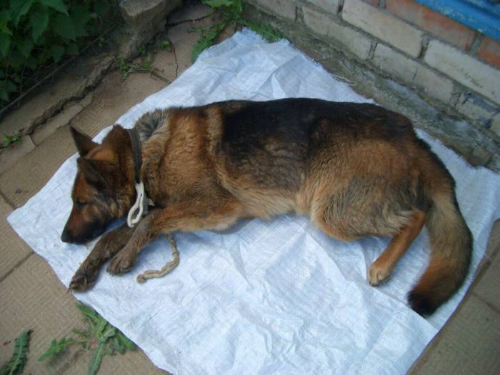 Несчастная собака умирала в муках несколько часов. Фото предоставлено Татьяной 