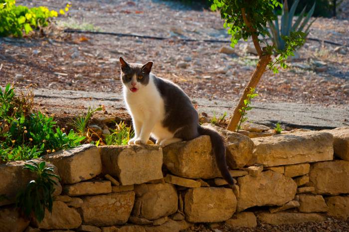 Типичный представитель кошачьей братии Кипра. Фото Анастасии Вереск