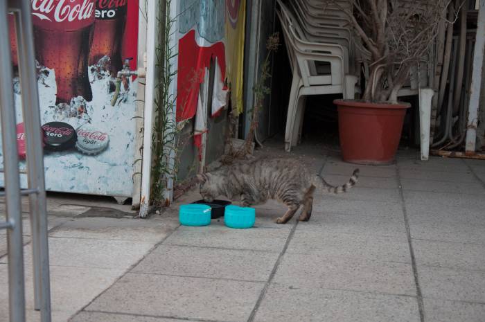 Для кошек у магазинчиков всегда приготовлена вода и еда. Фото Анастасии Вереск