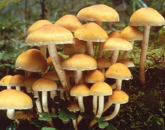 ложные опята