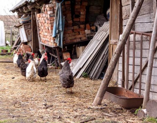 деревня куры