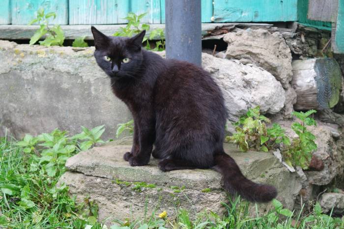 Любимый черный кот может стать главным героем праздника в вашем доме. Фото Анастасии Вереск