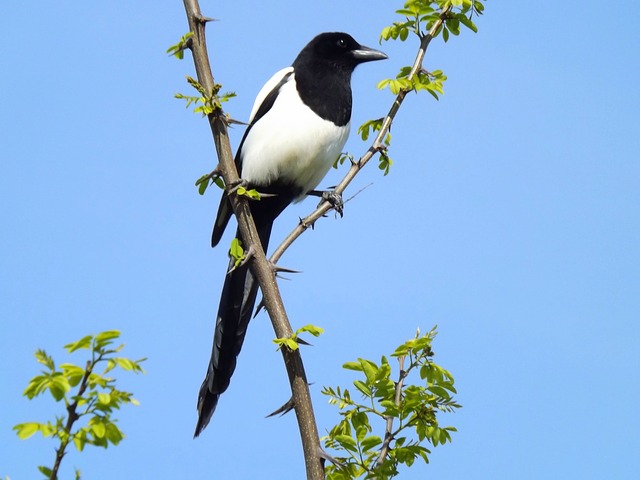 birds