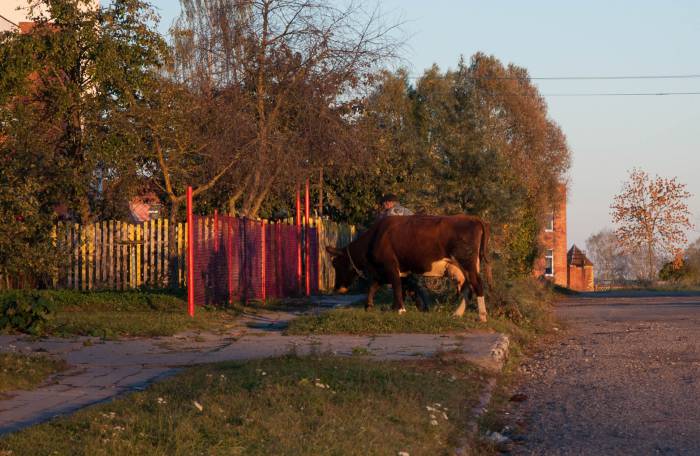 Корова в деревне сейчас скорее редкость, чем правило, а вот колхозы по-прежнему живут. Фото Анастасии Вереск