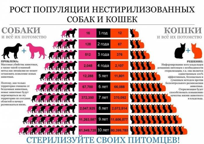 О размножении бездомных животных популярным языком. Источник koshkidarom.ru