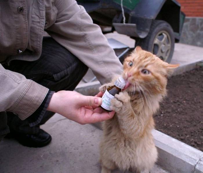 Ну, а котики потерпят. Фото goodnewsanimal.ru