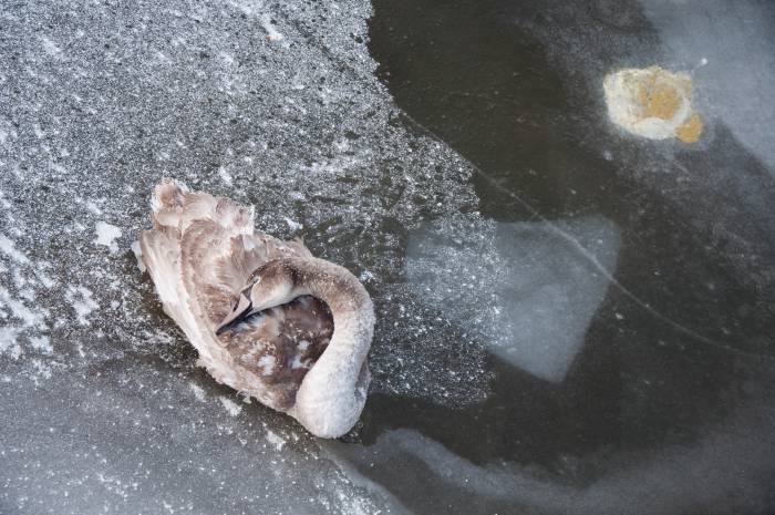 Зимующий лебедь. Фото Анастасии Вереск