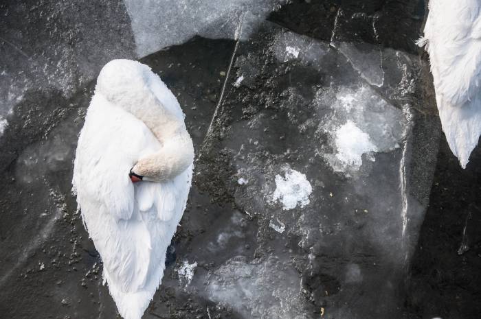 Лебеди прячут голову в крылья. Фото Анастасии Вереск
