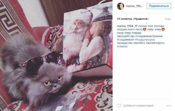 У этого кота праздничные впечатления написаны прямо на морде