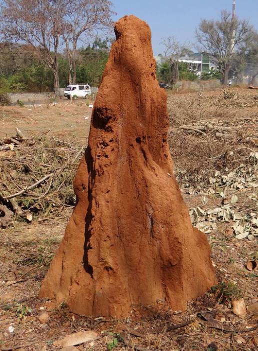 termite-hill