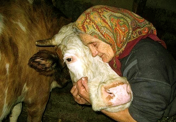 Агафья считается покровительницей домашнего скота. Фото strizhata.org