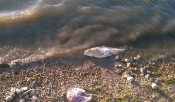 На Лукомльском озере летом 2016 года. Фото Анастасии Вереск