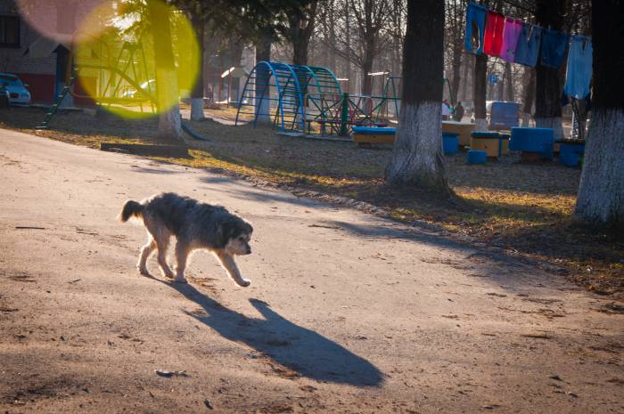 С проблемой бездомных животных сталкиваются в каждом городе. Фото Анастасии Вереск