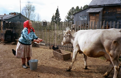 На Юрьев день принято выгонять скот на пастбища. Фото karelian.ru