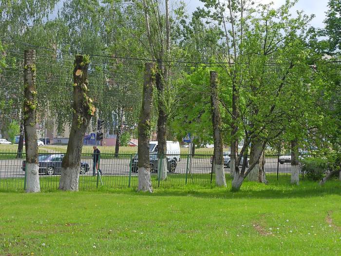 обрезка тополя