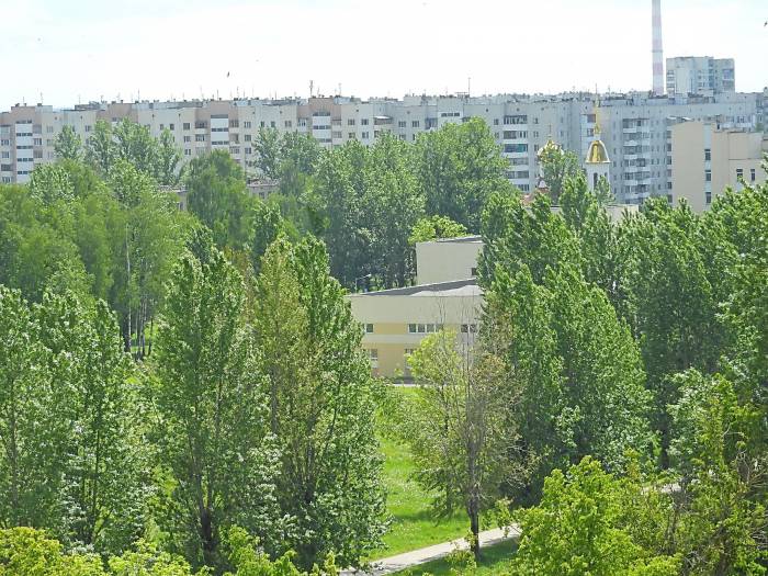 деревья города