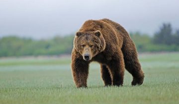 медведь