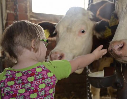 ребенок дети корова