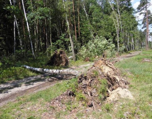 ветер бурелом