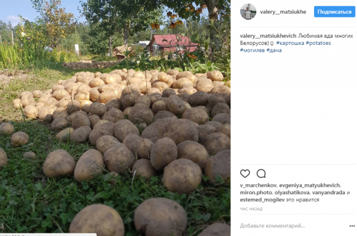 картофель