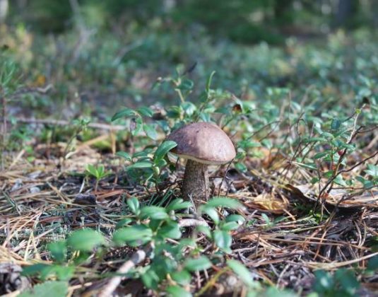 грибы лес