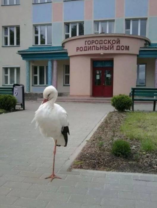 аист родильный дом
